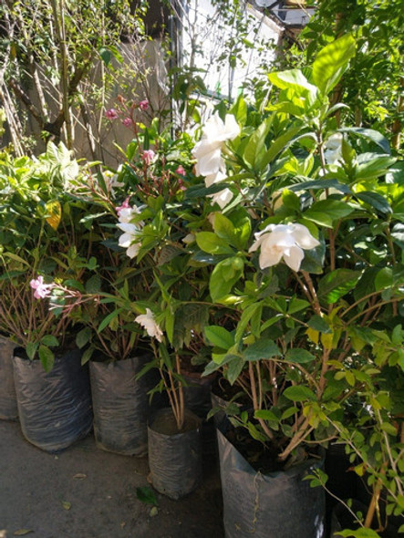 Jazmín Del Cabo De Gajo (gardenia Augusta) En 20 Litros. 1