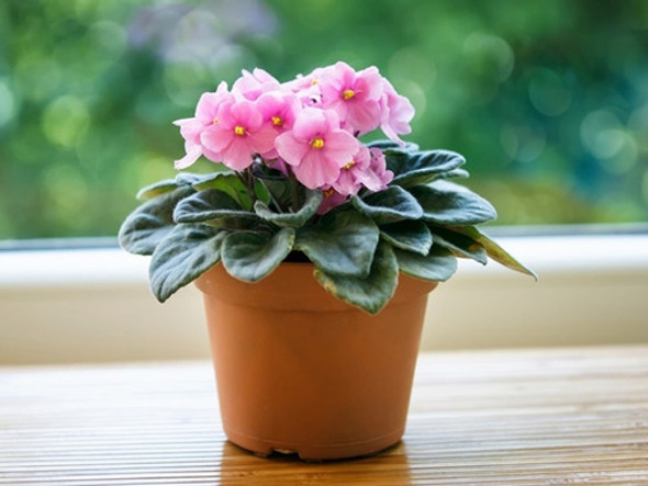 Planta De Violeta Africana Flor Interior Deco Vintage 0 Planta De Violeta Africana Flor Interior Deco Vintage 0