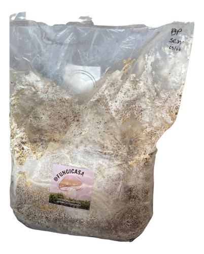 Bloco Axênico De Cogumelo Hiratake Cultivo Em Casa 7 Dias 1