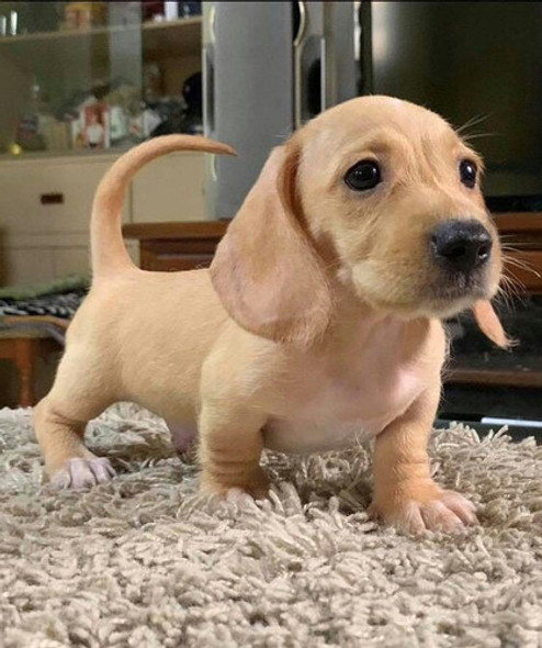 Salchicha Minis Excelentes 0