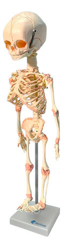 Esqueleto Do Feto Em Tamanho Natural 0