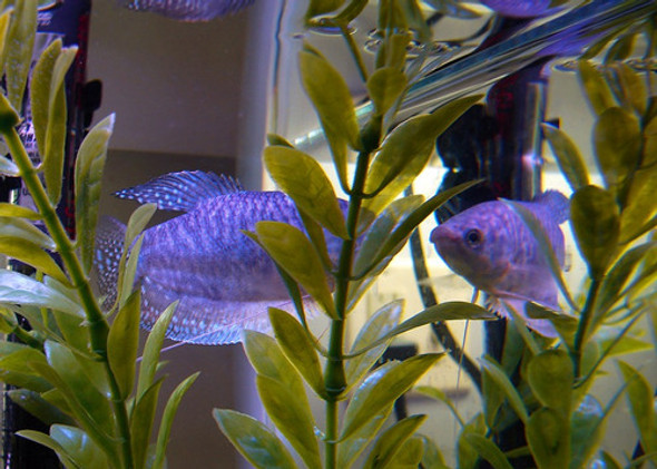 Tricho Azul Surtido Super Promo Mundo Acuatico 1