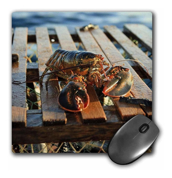 3drose 8 x 8 x 0.25 inches Mouse Pad Nova Scotia, Cape Br 0 3drose 8 x 8 x 0.25 inches Mouse Pad Nova Scotia, Cape Br 0