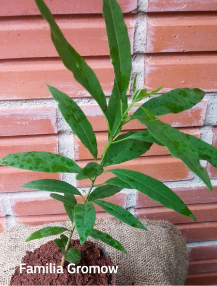 Plantin De Guatambu, O Yvyra Ñeti, 30 Cm De Alto 1