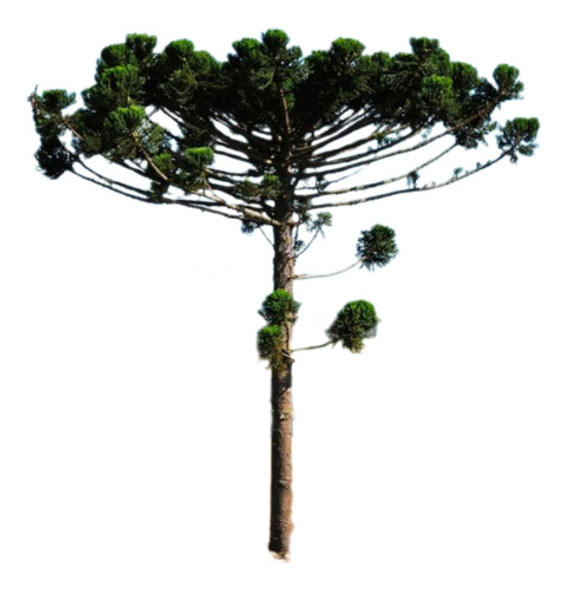 Plantín De Araucaria Angustifolia, Sin Agroquímicos 0