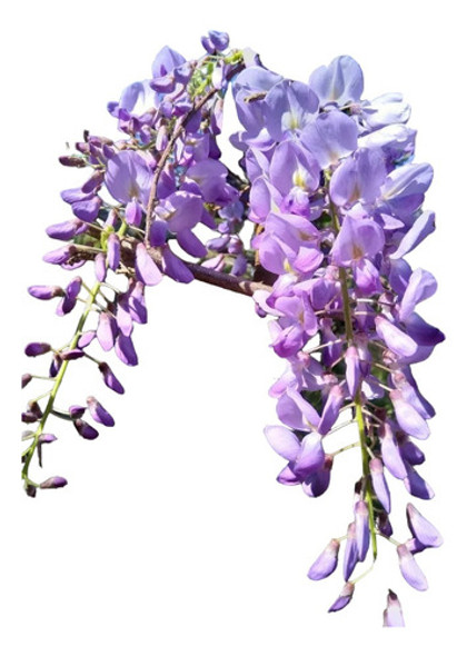 2 Plantas Glicinas Violetas 0