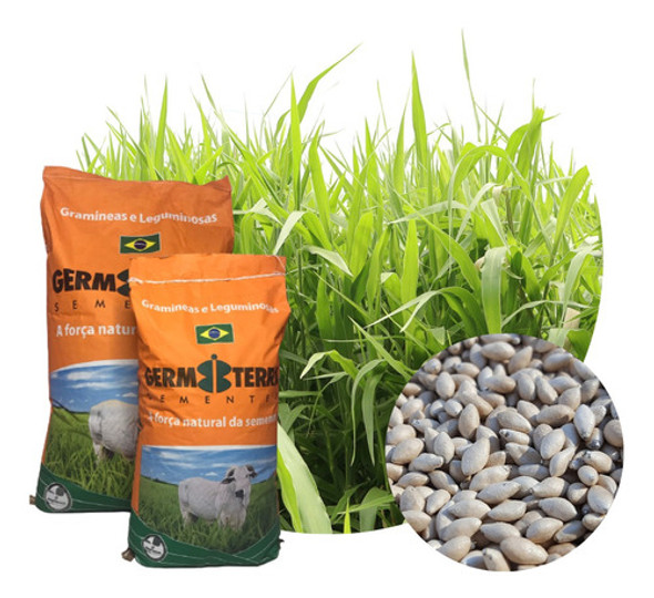 Sementes Bracharia Ruziziensis 5kg Incrustadas 0