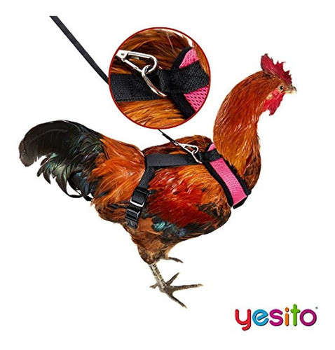 Yesito Cinturon Para Gallinero Tamaño De 60 Pies Comodo T 1
