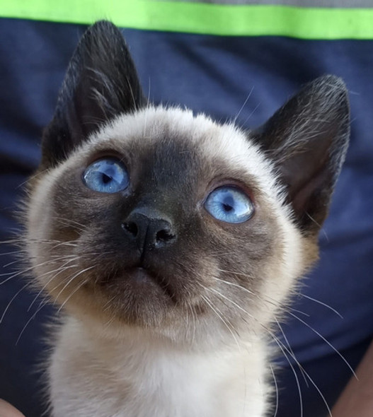 Gatitos Siameses   Levanta Ya. 1