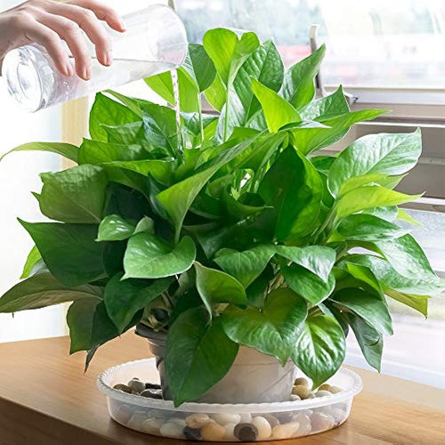 Mudeela Paquete De 6 Platillo Para Plantas De 14 Pulgadas, B 1