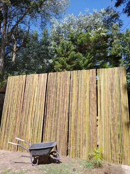 Cañas. Bambu Tacuara Pergola Cerco Mejor Precio. 1.8x1metro 1