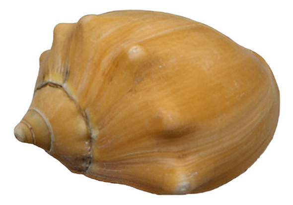 Caracoles De Mar Para Artesanias Voluta Negra Pequeños X10u 0