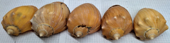 Caracoles De Mar Para Artesanias Voluta Negra Pequeños X10u 1
