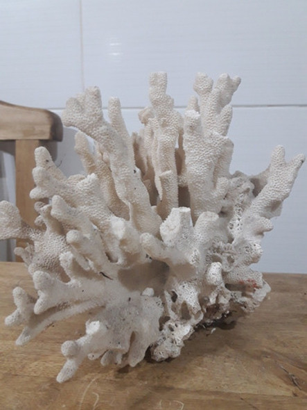 Coral Marino Cuernos Natural Blanco Grande 0