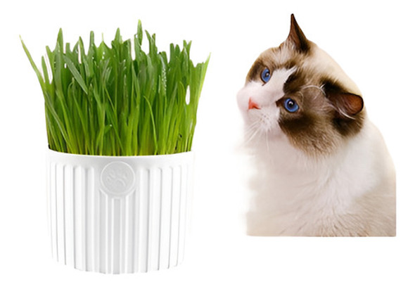 Semillas Y Tierra Para Preparar Pasto Para Gato Con Maceta 0 Semillas Y Tierra Para Preparar Pasto Para Gato Con Maceta 0
