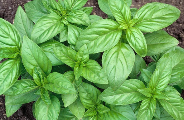 Sobre De 300 Semillas De Albahaca (ocimum Basilicum) 1