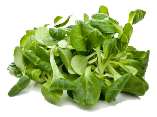 Macassá Akoko Verbena Dietsz 0