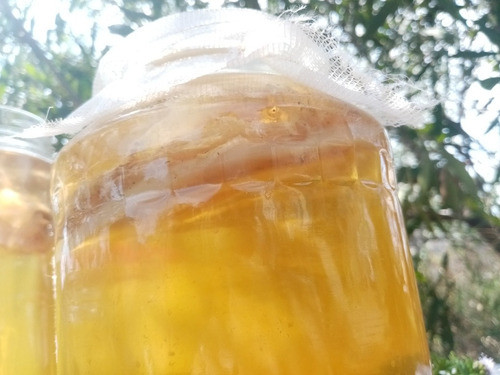 Kombucha (scoby E Iniciador) 1