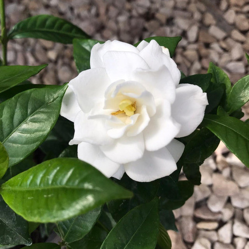 Jazmín Kimura - Muy Lindo, Excelente Calidad - E.gratis Amba 0