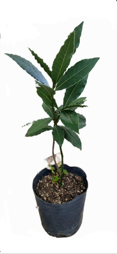 Laurel Comestible -laurus Nobilis- 0