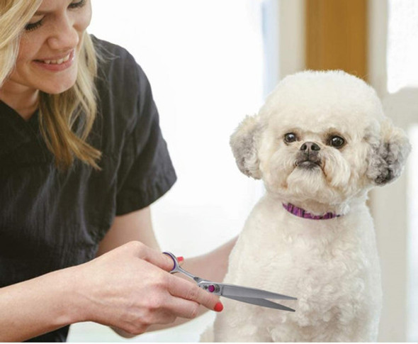 Tijera Recta Profesional German Para Peluquería Canina 1