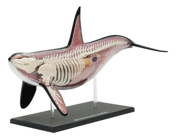 Modelo Anatômico Desmontável Da Baleia Orca 1