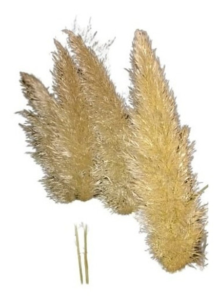 Cortadera De Las Pampas 24  Varas / Pampa Grass 0
