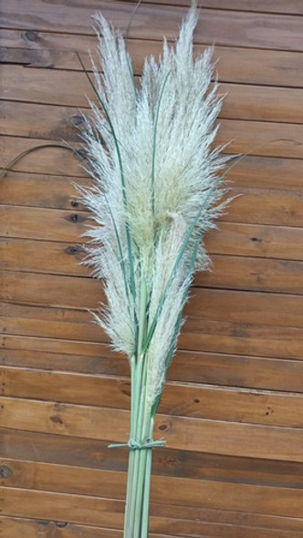 Cortadera De Las Pampas 24  Varas / Pampa Grass 1