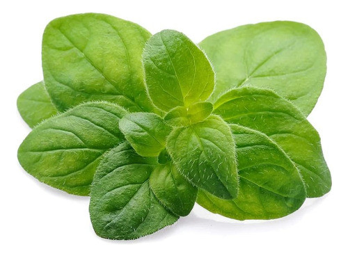 Bandeja Plantines Oregano 0