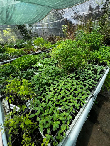 Bandeja Plantines Oregano 1