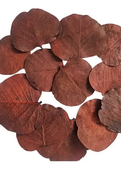 Folhas Moeda Desidratadas Marrom Enfeite-100 Folhas 1