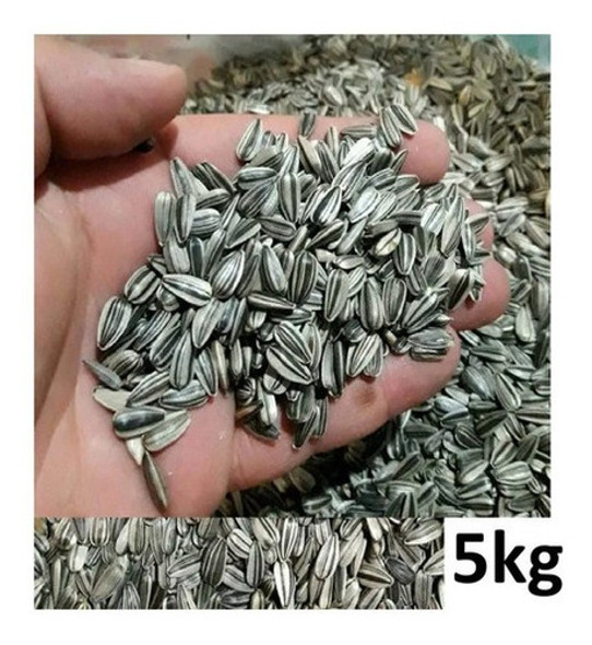 Semente  5 Kg Girassol Pequeno Pássaros Papagaio Miudo Limpa 1