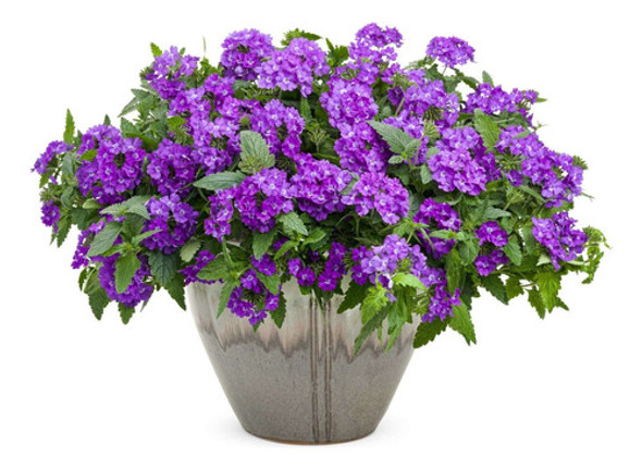 Verbenas Perennes Violetas ! 0