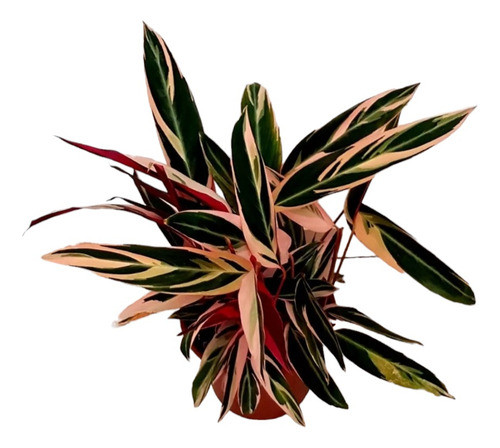 Planta Calathea!!! 0