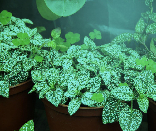 Absolute Daylight Luz Led Azul Crecimiento Sustituye Ha... 1