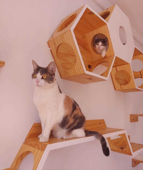 Hotel Felino Mishi Cuidadores - Cuidado De Gatos 1