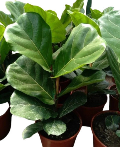 Ficus Pandurata O Lirata 0
