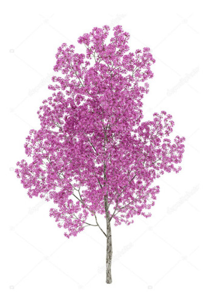 Lapacho Rosado Plantas De 1 Metro Envíos A Todo El Pais 0
