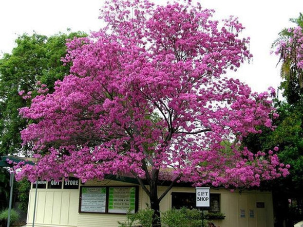 Lapacho Rosado Plantas De 1 Metro Envíos A Todo El Pais 1