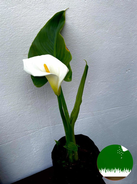 Planta Cala O Lirio De Agua - Excelentes Ext Int - Envíos 1