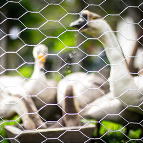 Tela Galinheiro 2  22x1,80x50m Coleira Branca Morlan 1