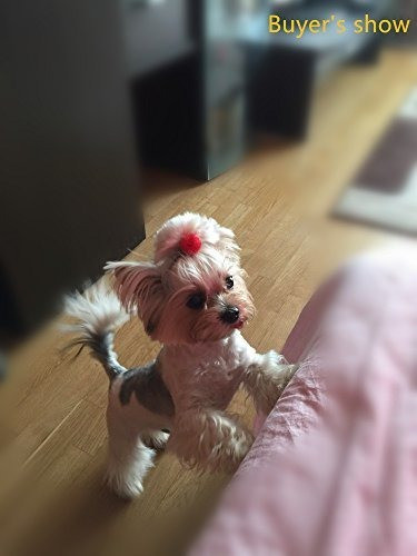 Taobaby Pequeño Perro Bowscolored Diseño De La Bola Para E 1