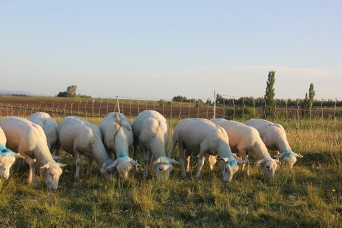 Borregos Texel Tatuados Mo Cabaña Las Tres Marías 1