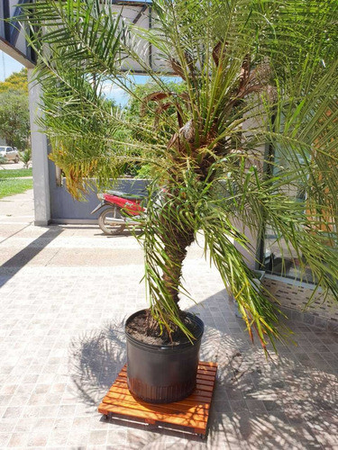 Deck Base De Madera  Con Ruedas Para Macetas De 40x40 1