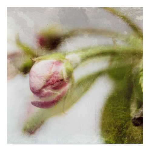 Marca Registrada Arte Flor De Manzana Iii Por Viaje Abierto, 0