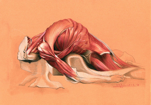 Ecorche Dibujo Figura Humana Anatomía Artística Consultorio 0