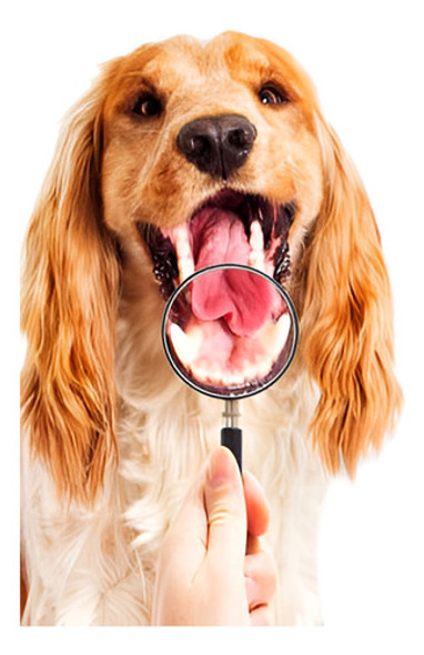 Mascota Perro Cachorro Bola Dientes Mastica Juguete Sonido N 0