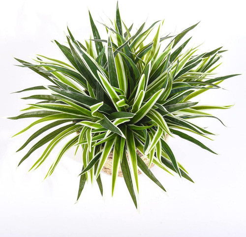 5 Pcs Planta Araña Artificial Vegetación Falsa Plantas Hogar 0