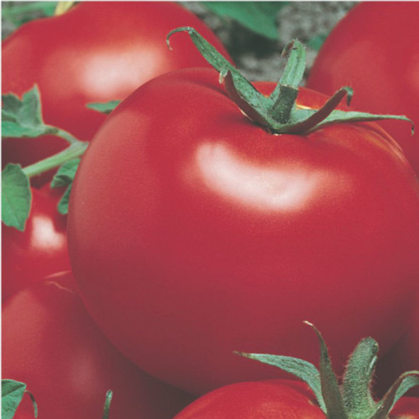 Semente De Tomate Itaipava Topseed Premium 1000 Sementes 1 Semente De Tomate Itaipava Topseed Premium 1000 Sementes 1