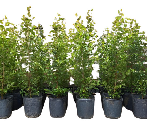 Plantas Naturales Cercos Vivos Eugenias X10 Unid En 3lts 0 Plantas Naturales Cercos Vivos Eugenias X10 Unid En 3lts 0